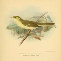 Ptice britanskog otoka Warbler, zelenkastog vrba poster otisak Johna G. Keulemans