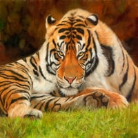 Tigar se odmara na travi za postera za ispis Davida Stribtbli