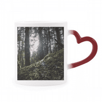 Tamno zelena šumarstvo Nauka prirode Scenografija Toplina osjetljiva krigla crvena boja promjena kamenog