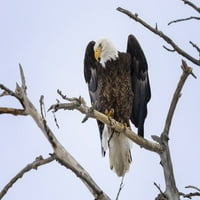 Američki orao se spuštao u drvo na plavom nebu i gledajući dolje; Fort Collins, Kolorado, Sjedinjene