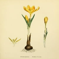 Engleski Botani Golden Crocus Poster Print Jamesa Sowerby