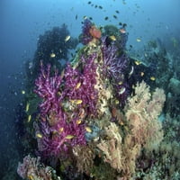 Lijep, živopisni koraljni greben raste usred tropske otoke Raja Ampat, Indonezija. Print postera Ethan