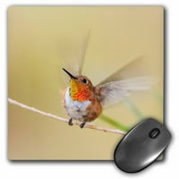 3drose rufus hummingbird, selasphorus rufus, muško polijetanje - jastučić za miš, prema