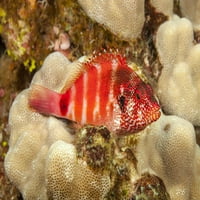 Redbarred hawkfish, cirorhitops fasciatus, havaji. Poster Print od Davida Fleethama