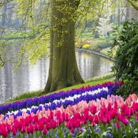 Holandija, Lisse. Višebojni cvjetovi cvjetaju u proljeće. Print plakata od Terryjaja