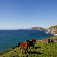 Goveda sa dalekim otocima blasket, glavom na sleanu, poluotok Dingle, okrug Kerry, Irska poster Print