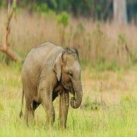 Azijski slont Calf Corbett National Park-Indija Jagdeep Rajput