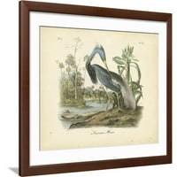 Audubons Louisiana Heron, Životinje uramljene umjetnosti Zidna umjetnost John James Audubon Prodano