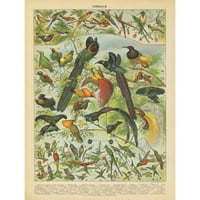 Babbitt, Gwendolyn Crna Moderna uokvirena muzejska umjetnost Print pod nazivom - Oiseau III