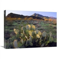 u. Beaverail kaktus sa planinom Picacho u pozadini, State Park Pichaco Peak, Arizona Art Print - Tim