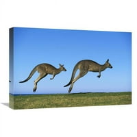 u. Istočni sivi kengur dva odrasla osoba Hopping, Murramarang Nacionalni park, Novi Južni Wales Art