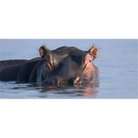 Panoramske slike PPI89877L Izbliza hipopotamusa potopljene u vodenom posteru Ispis panoramskih slika
