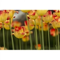 Posteranzi DPI Triumph Tulip Suncatcher Tulipa Brooklyn Botanic Garden - Brooklyn New York Sjedinjene