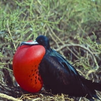 Ekvador, Galapagos Frigatebird sa crvenom torbicom Jim Zuckerman