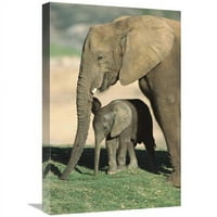 Globalna galerija u. Afrički slon Mainer & Calf, Native u Afrički Art Print - San Diego Zoo