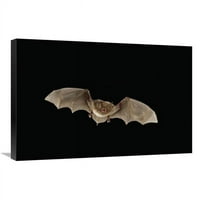 u. Jugoistočni miotis Bat leti noću, veliki debljinski nacionalni rezervat, Texas Art Print - Michael