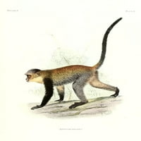 Pregled primata Maloney's Monkey Poster Print Joseph Wolf-a