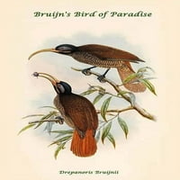 Drepanoris Bruivnii - Bruijn's Ptica rajskog plakata Print John Gould