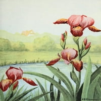Vrtni cvjetovi Iris Poster Print by L.A. Simonson