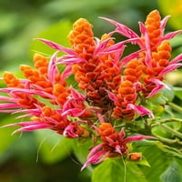 Caribbean-Trinidad-Asa Wright Center prirode Narančasti i ružičasti cvjetovi cvijeta Jaynes Gallery