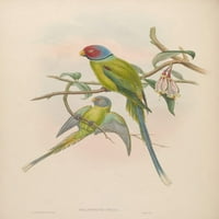 Ptice azijskog procvjetaonog parrakeeta postera za plakat od strane Johna Gould