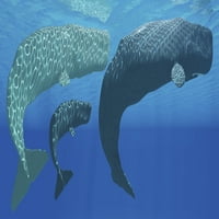 Mother Sperma kita s teletom posjećuju zainteresovani muški poster Print