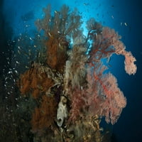 Reefscape sa crnim koraljnim i gorgonskim morskim ventilatorom, Raja Ampat, Indonezijski poster Print