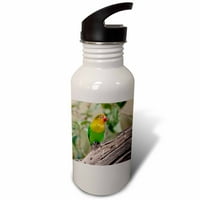 Fischers LoveBird Tropical Bird, Ndutu, Tanzanija-AF RBE - Ralph H. Bendjebar OZ Sportska boca za vodu