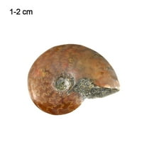 HANDicraft poklon DIY nakit Madagaskar Sea Snail Lucky Charms Collectibles Stone Conch uzorke grubi
