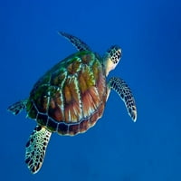 Crna morska kornjača sa obale Fidžiskog plakata Print Michael Wood Stocktrek Images