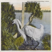 Snowy Egret, Florida, Sjedinjene Američke države Poster Print Mary Evans Grenville Collins Postcard Collection