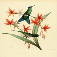 Oiseau Mouches Thalurannia Glaucopis Poster Print by L. Bevalet