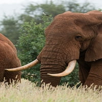 Afrički elephant-Loxodonta afrička-tsavo-kenija Poster Print - Sergio Pitamitz