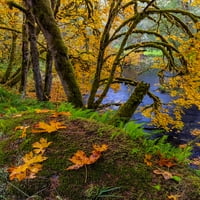 Šareni jesenji javore uz Humbug Creek u okrugu Clatsop-Oregon-USA Print - Chuck Haney