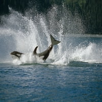 Dvostruko kršenje Orcas Bainbridge Passine Prince William Sound Aljaska Ljetni južni ispit za poster