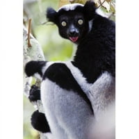 Panoramske slike PPI Izbliza Indri Lemur - Indri Indri Andasibe-Mantadia Nacionalni park Madagaskar