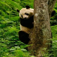 Giant Panda medvjed penjajući se postera za drvo otisak Pete Oxford