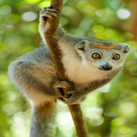 Afrika, Madagaskar, jezero, Akanin'ny Nofy Rezerviši Žena krunirana Lemur ima sivu glavu i tijelo s