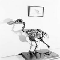 Washington DC, kostur izumrlog Dodoa na Smithsonian Institute Poster Print