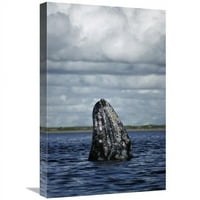 Globalna galerija u. Grey Whale Spy-Hopping u uzgoj laguni, Baja California, Meksiko Art Print - Tui