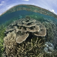 Prekrasan koraljna greben uspijeva u udaljenom dijelu Raja Ampat, Indonezije. Print postera Ethan Daniels
