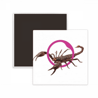 Škorpion Prirodni insekt Litacija Square Cercas Frižider Magnet održava memento