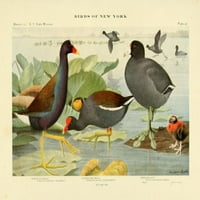 Ptice NY Gallinule Poster Print by L.A. Fuerteres