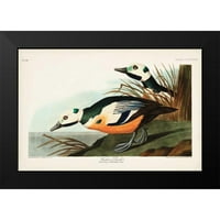 Audubon, John James Crni moderni uokvireni muzej Art Print pod nazivom - PL Western Patka