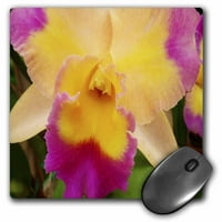 3Droza prekrasna orhideja, jastučić miša, by