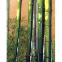 Panoramske slike PPI bambusovi štapići poster Print panoramskim slikama - 24