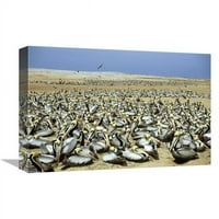 u. Peruanska pelikanska kolonija na otoku Guano, Lobos de Afuera, Peru Art Print - Tui de Roy