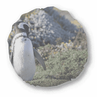 Stalak južni pingvin spheniscidaePicture okrugli bacanje jastuk za uređenje kućnog ukrasa jastuka