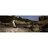 Panoramske slike Kolonija Jackass pingvina na plaži Boulder Beach Cape Town Western jpe po pokrajine
