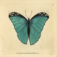 Menelaus Blue Morpho Butterfly, Morpho Menelaus Poster Print by ® Florilegis Mary Evans